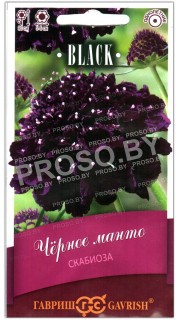 Скабиоза Черное манто