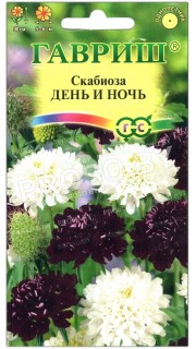 Скабиоза День и Ночь