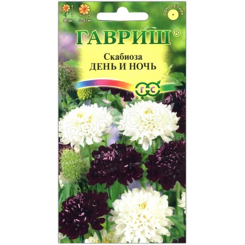 Скабиоза День и Ночь
