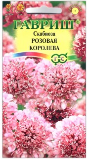 Скабиоза Розовая королева