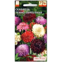 Скабиоза Темно-пурпурная, смесь