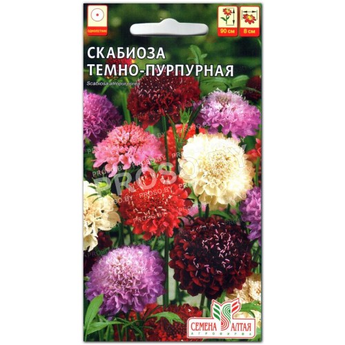 Скабиоза Темно-пурпурная, смесь