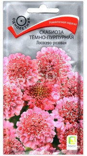 Скабиоза темно-пурпурная Лососево-розовая