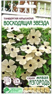 Тунбергия крылатая Восходящая звезда