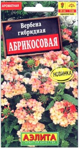 Вербена гибридная Абрикосовая