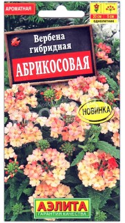 Вербена гибридная Абрикосовая