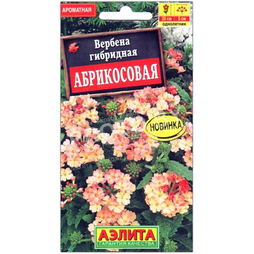 Вербена гибридная Абрикосовая