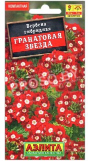 Вербена гибридная Гранатовая звезда