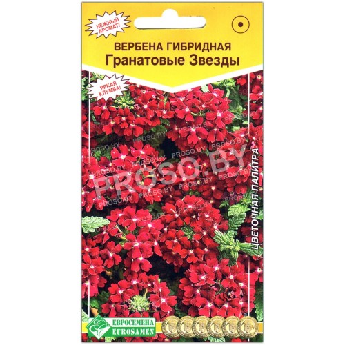 Вербена гибридная Гранатовые звезды