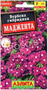 Вербена гибридная Маджента