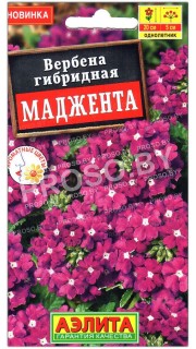 Вербена гибридная Маджента