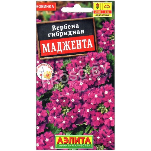 Вербена гибридная Маджента