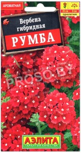Вербена гибридная Румба