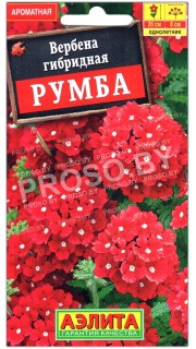 Вербена гибридная Румба