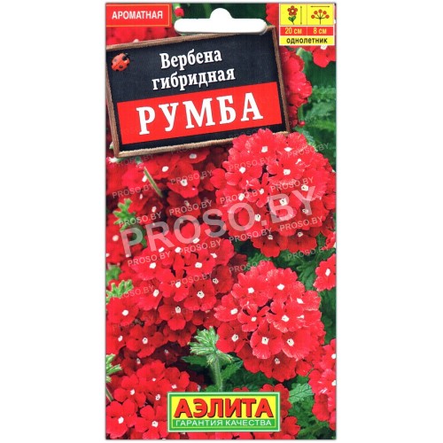 Вербена гибридная Румба