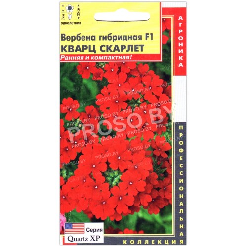 Вербена Кварц скарлет F1