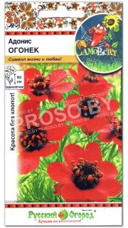 Адонис Огонек