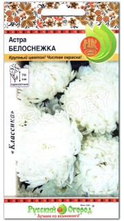 Астра Белоснежка