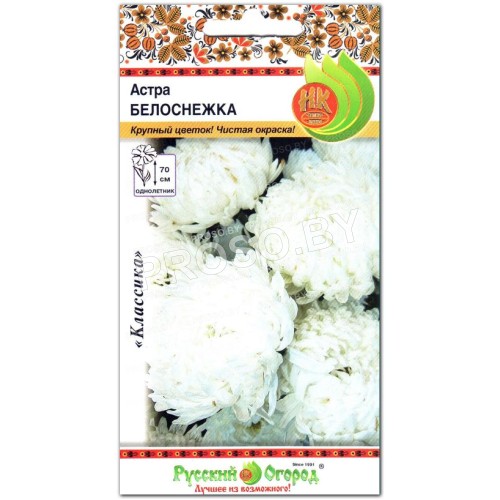 Астра Белоснежка