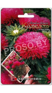 Астра китайская Камелот кармин