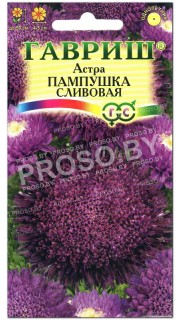 Астра Пампушка сливовая