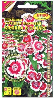 Гвоздика Клюква в сахаре