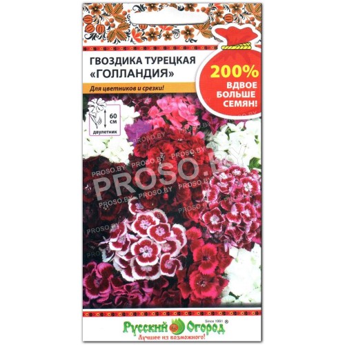 Гвоздика турецкая Голландия