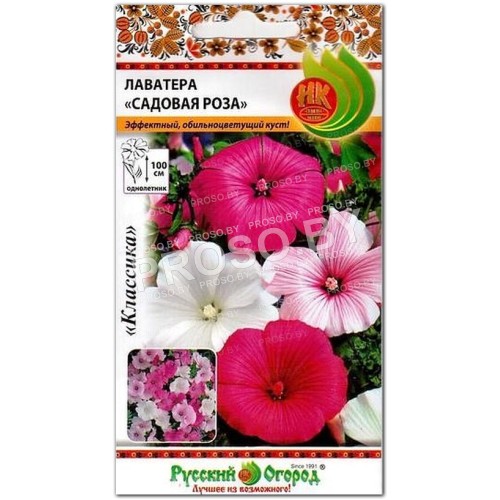 Лаватера Садовая роза
