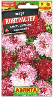 Астра карликовая Контрастер