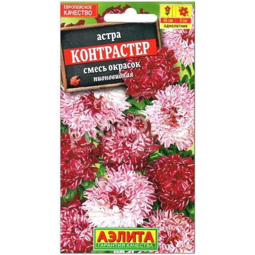 Астра карликовая Контрастер