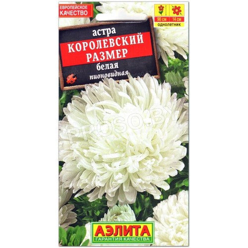 Астра Королевский размер Белая