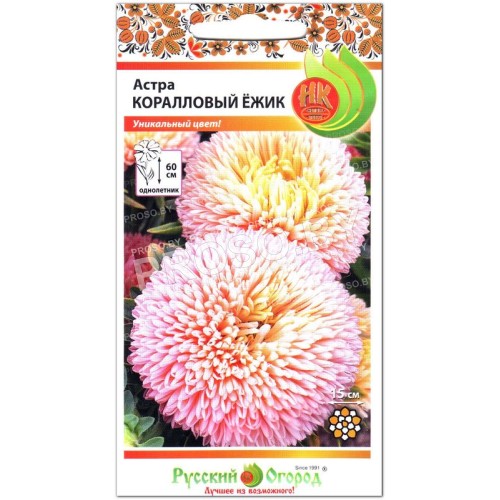 Астра Коралловый ежик