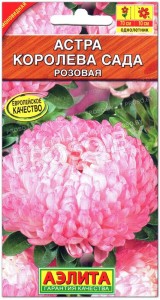 Астра Королева сада розовая