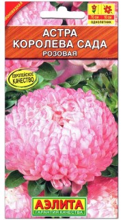 Астра Королева сада розовая