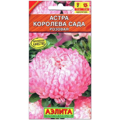 Астра Королева сада розовая