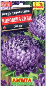 Астра Королева сада синяя