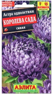 Астра Королева сада синяя