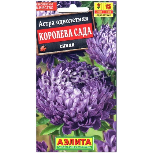 Астра Королева сада синяя