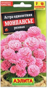 Астра Монпансье розовая