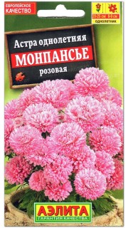 Астра Монпансье розовая