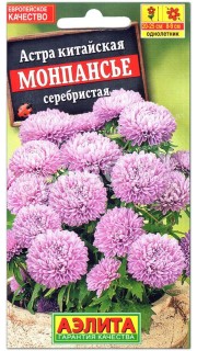 Астра Монпансье серебристая