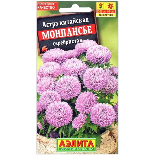 Астра Монпансье серебристая