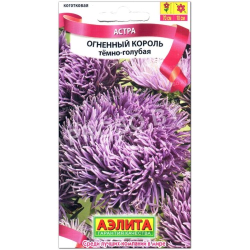 Астра Огненный король темно-голубая