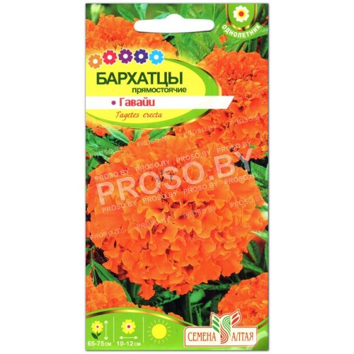 Бархатцы Гавайи-2