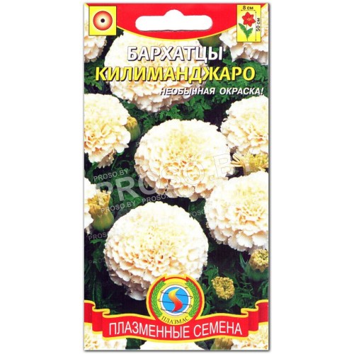 Бархатцы Килиманджаро-3