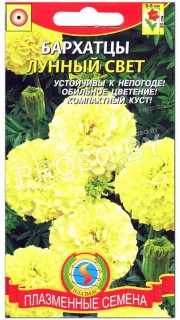 Бархатцы Лунный свет