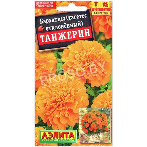 Бархатцы отклоненные Танжерин