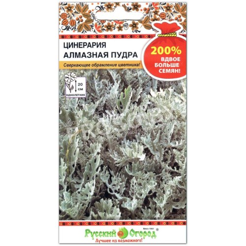 Цинерария Алмазная пудра