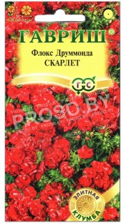 Флокс друммонда Скарлет