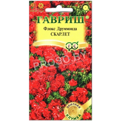 Флокс друммонда Скарлет